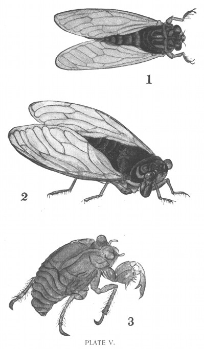 PLATE V. 1, "Tsuku-tsuku-Bōshi," also called "Kutsu-kutsu-Bōshi," etc. (Cosmopsaltria Opalifera?) 2, Tsurigané-Zémi. 3, The Phantom.