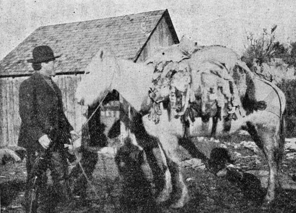 COYOTE TRAPPING ON THE CATTLE RANCHES.