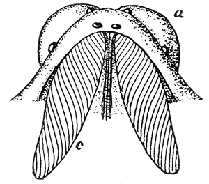 1. Head of a spider showing poison gland (c) and its relation to the chelicera (a).