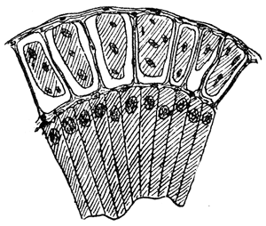 2. Section through a venom gland of Latrodectus 13-guttatus showing the peritoneal, muscular and epithelial layers. After Bordas.