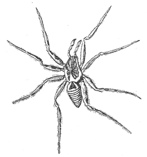 4. The Italian tarantula (Lycosa tarantula). After Kobert.