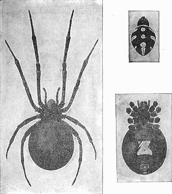 9. Latrodectus mactans; (a) female, x 3; (b) venter of female; (c) dorsum of male. After Comstock.