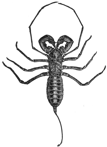 10. A whip-scorpion (Mastigoproctus giganteus). Half natural size. After Comstock.