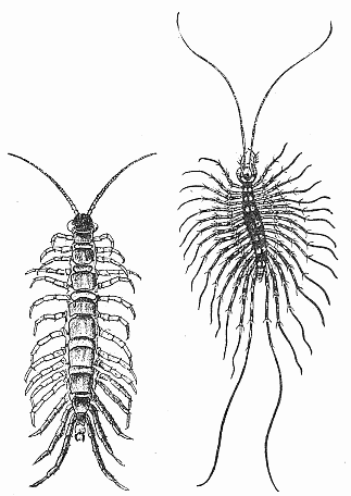 14. Two common centipedes.  (a) Lithobius forficatus. After Comstock.  (b) Scutigera forceps. Natural size; after Howard.