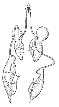 17. Salivary glands of Notonecta maculata. After Bugnion and Popoff.