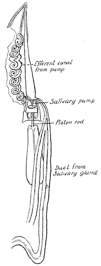 18. Pharyngeal syringe or salivary pump of Fulgora maculata. After Bugnion and Popoff.