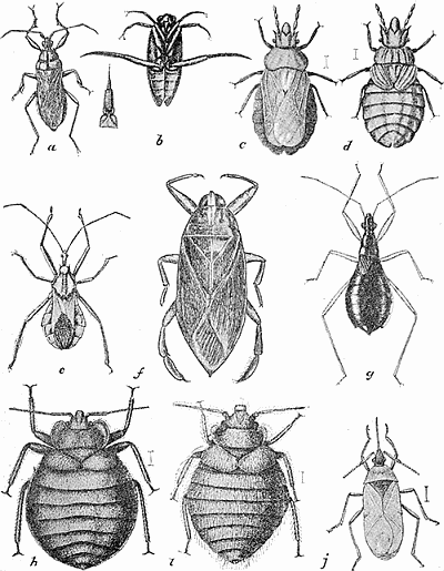 19. Heteroptera, (a) Melanolestes picipes; (b) Notonecta undulata; (c, d) Aradus robustus (c) adult, (d) nymph, much enlarged; (e) Arilus cristatus; (f) Belostoma americana; (g) Nabis (Coriscus) subcoleoptratus, enlarged; (h) Cimex lectularius, (i) Oeciacus vicarius, much enlarged; (j) Lyctocoris fitchii, much enlarged. After Lugger.