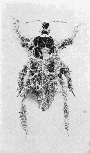 21. (a) Reduvius personatus, nymph. Photograph by M. V. S.