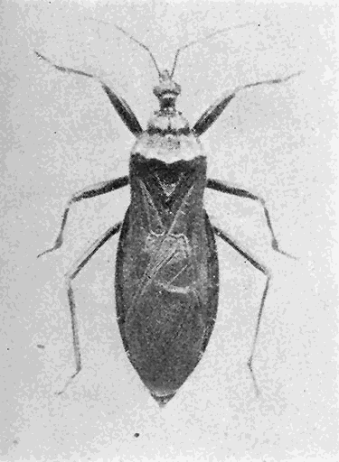 21. (b) Reduvius personatus, adult (×2) Photograph by M. V. S.