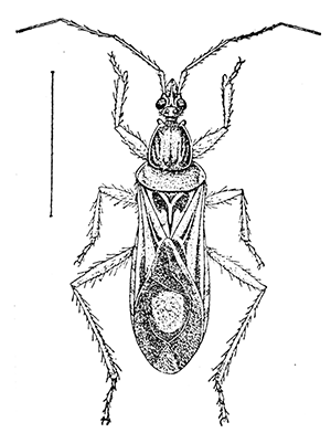 22. Rasahus biguttatus. (×2). After Howard.