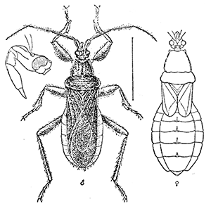 23. Conorhinus abdominalis (×2). After Marlatt.