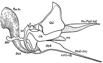 25. Sting of a honey bee. Psn Sc, base of acid poison gland; B Gl, alkaline poison gland; Stn Plp, sting palpi; Sh B, bulb of sting; Sh A, basal arm; Lct, lancets or darts; Sh s, shaft of sting. Modified from Snodgrass.