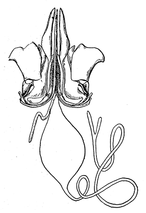 26. Poison apparatus of a honey bee. Modified from Snodgrass.