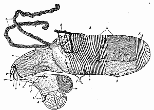 28. The poison apparatus of Formica. Wheeler, after Forel.