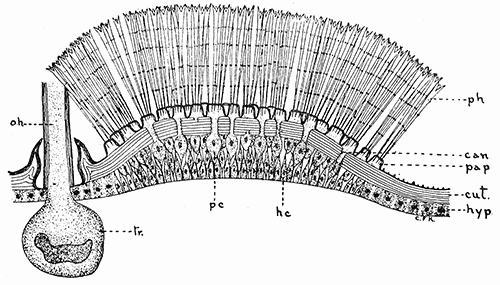 39. Epithelium underlying poison hairs of the larva of the browntail moth. Drawing by Miss Kephart.