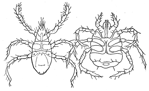 44. Harvest mites. (Larvæ of Trombidium). After C. V. Riley.