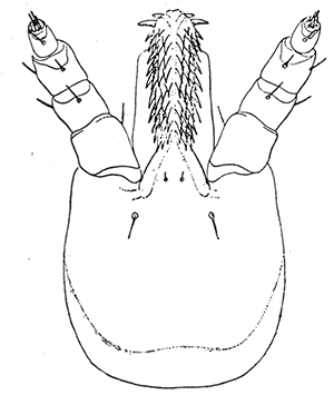 47. Otiobius (Ornithodoros) megnini, head of nymph. After Stiles.