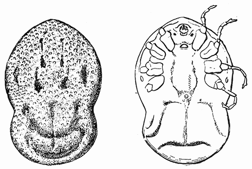 48. Otiobius (Ornithodoros) megnini, male. (a) dorsal, (b) ventral aspect. After Nuttall and Warburton.