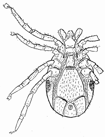 49. Ixodes ricinus; male, ventral aspect. After Braun and Luehe.