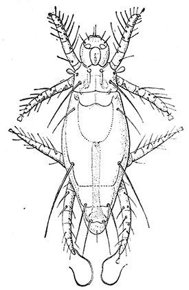 52. Pediculoides ventricosus, female. After Webster.