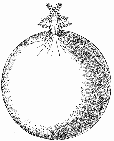 53. Pediculoides ventricosus, gravid female. (×80). After Webster.