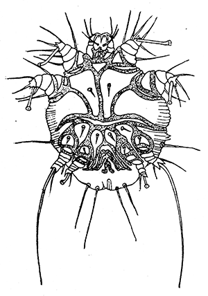 56a. Sarcoptes scabiei, male. (×100). After Fürstenberg.