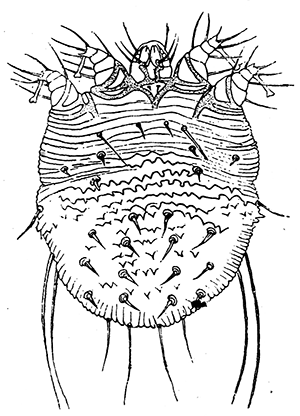 56b. Sarcoptes scabiei, female. (×100.) After Fürstenberg.