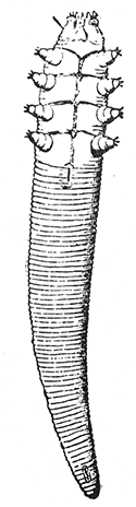 62. Demodex folliculorum. (×200). After Blanchard.