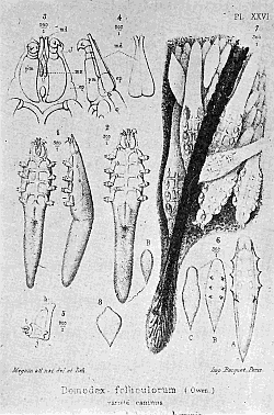 63. Demodex folliculorum. Section through skin showing the mites in situ. Magnification of Nos. 1, 2, 6 and 7, ×150; Nos, 3, 4, 5, ×450. After Megnin.