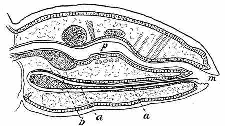 64. Pediculus showing the blind sac (b) containing the mouth parts (a) beneath the alimentary canal (p). After Pawlowsky.