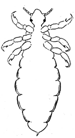 65. Pediculus humanus, ventral aspect of male. (×10)