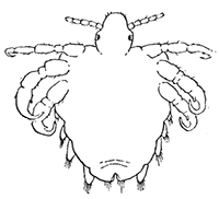 69. Phthirius pubis. Ventral aspect of female. (×12).