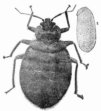 70. Cimex lectularius adult and eggs. Photograph by M. V. S.