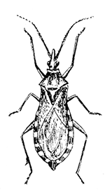 71. Conorhinus sanguisugus.