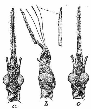 72. Beak of Conorhinus sanguisugus. After Marlatt.