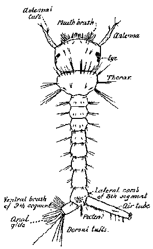 73. Culex larva showing details of external structure.