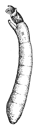 75. Larva of Simulium, (×8). After Garman.