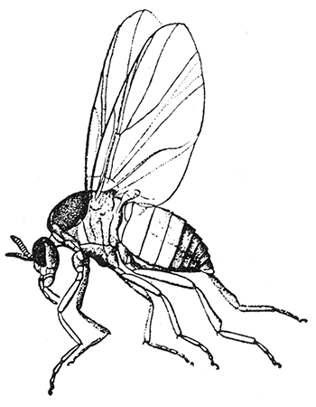 76. Simulium venustum, (×8). After Garman.