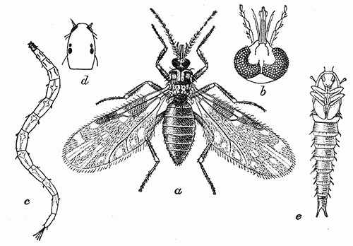 77. Culicoides guttipennis; (a) adult, (×15); (b) head of same; (c) larva; (d) head; (e) pupa. After Pratt.