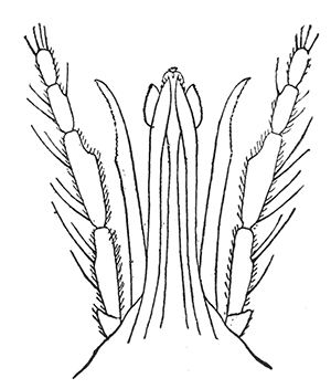 78. Culicoides guttipennis; mouth parts of adult. After Pratt.