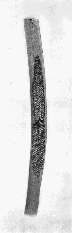 80. (a) Eggs of Tabanus. Photograph by J. T. Lloyd.