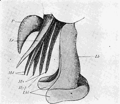 80. (c) Mouth parts of Tabanus. After Grünberg.