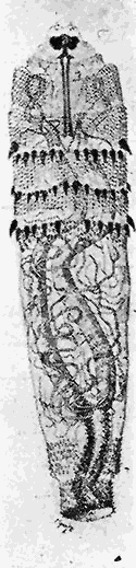 82. Young larva of Dermatobia cyaniventris. After Surcouf.