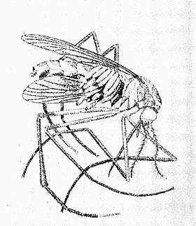 84. Mosquito carrying eggs of Dermatobia cyaniventris. After Surcouf.