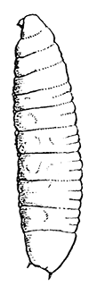 85. Larva of Auchmeromyia luteola. After Graham-Smith.