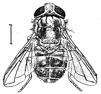 87. Cordylobia anthropophaga (×3). After Fülleborn.