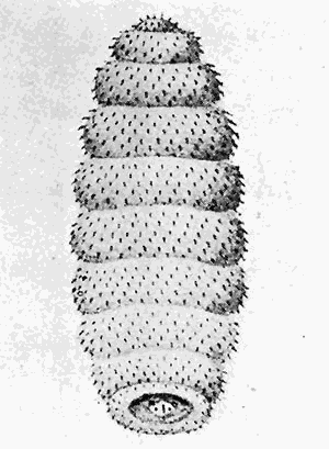 88. Larva of Cordylobia anthropophaga. After Blanchard.