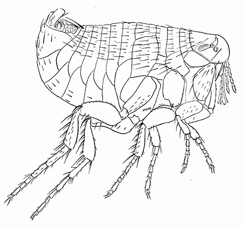 89. Xenopsylla cheopis, male (×25). After Jordan and Rothschild.