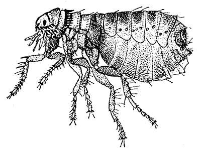 90. Dog flea (×15). After Howard.