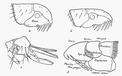 92. Head and pronotum of (a) dog flea; (b) of cat flea; (c) of hen flea. After Rothschild. (d) Nycteridiphilus (Ischnopsyllus) hexactenus. After Oudemans.